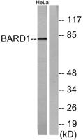 BARD1 Polyclonal Antibody