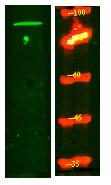 PNISR Polyclonal Antibody