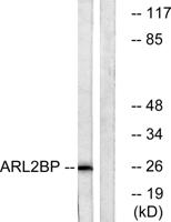BART1 Polyclonal Antibody
