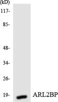 BART1 Polyclonal Antibody