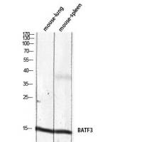 BATF3 Polyclonal Antibody