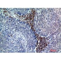 BATF3 Polyclonal Antibody
