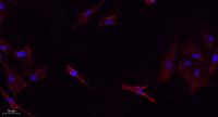 Bax Polyclonal Antibody