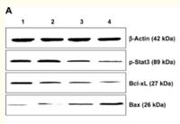 Bax Polyclonal Antibody