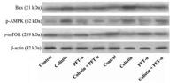 Bax Polyclonal Antibody