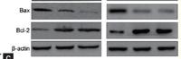 Bax Polyclonal Antibody