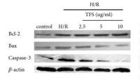 Bax Polyclonal Antibody