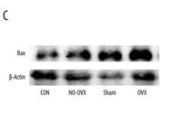 Bax Polyclonal Antibody