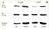 Bax Polyclonal Antibody