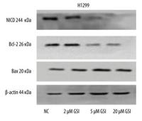 Bax Polyclonal Antibody