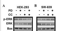 Bax Polyclonal Antibody