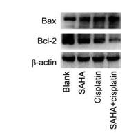 Bax Polyclonal Antibody