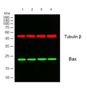 Bax Polyclonal Antibody