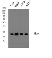 Bax Polyclonal Antibody