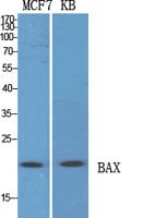 Bax Polyclonal Antibody