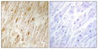 BCA3 Polyclonal Antibody