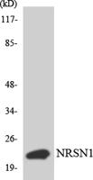 BCA3 Polyclonal Antibody