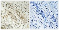 BCAR3 Polyclonal Antibody