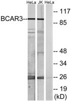 BCAR3 Polyclonal Antibody