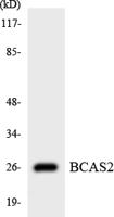 BCAS2 Polyclonal Antibody