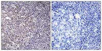 BCAS4 Polyclonal Antibody