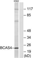 BCAS4 Polyclonal Antibody