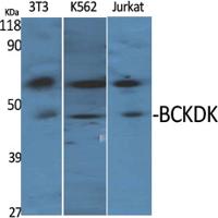 BCKDK Polyclonal Antibody