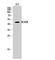 BCKDK Polyclonal Antibody