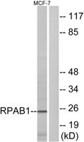 POLR2E Polyclonal Antibody