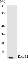 POLR2J1 Polyclonal Antibody