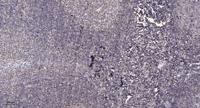 POLR2J1 Polyclonal Antibody