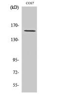 POLR3A Polyclonal Antibody