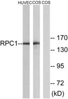 POLR3A Polyclonal Antibody