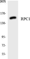 POLR3A Polyclonal Antibody