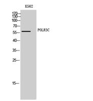 POLR3C Polyclonal Antibody
