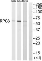 POLR3C Polyclonal Antibody