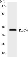 POLR3D Polyclonal Antibody