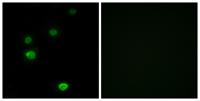 POLR3E Polyclonal Antibody