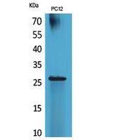 POLR3G Polyclonal Antibody