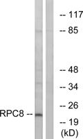 POLR3H Polyclonal Antibody