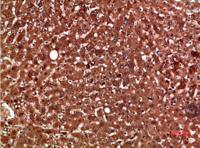 PON1 Polyclonal Antibody