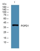 POPD1 Polyclonal Antibody