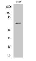 POT1 Polyclonal Antibody