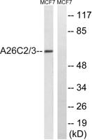 POTE-14/22 Polyclonal Antibody