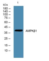 AMPKβ1 Polyclonal Antibody