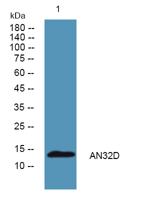 AN32D Polyclonal Antibody