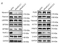 ANM5 Polyclonal Antibody