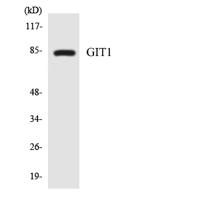 GIT1 Polyclonal Antibody