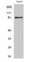 GIT2 Polyclonal Antibody