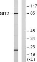 GIT2 Polyclonal Antibody